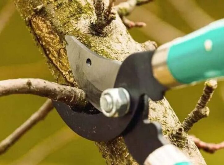 Conseil - Comment planifier l’élagage de vos arbres en toute sécurité