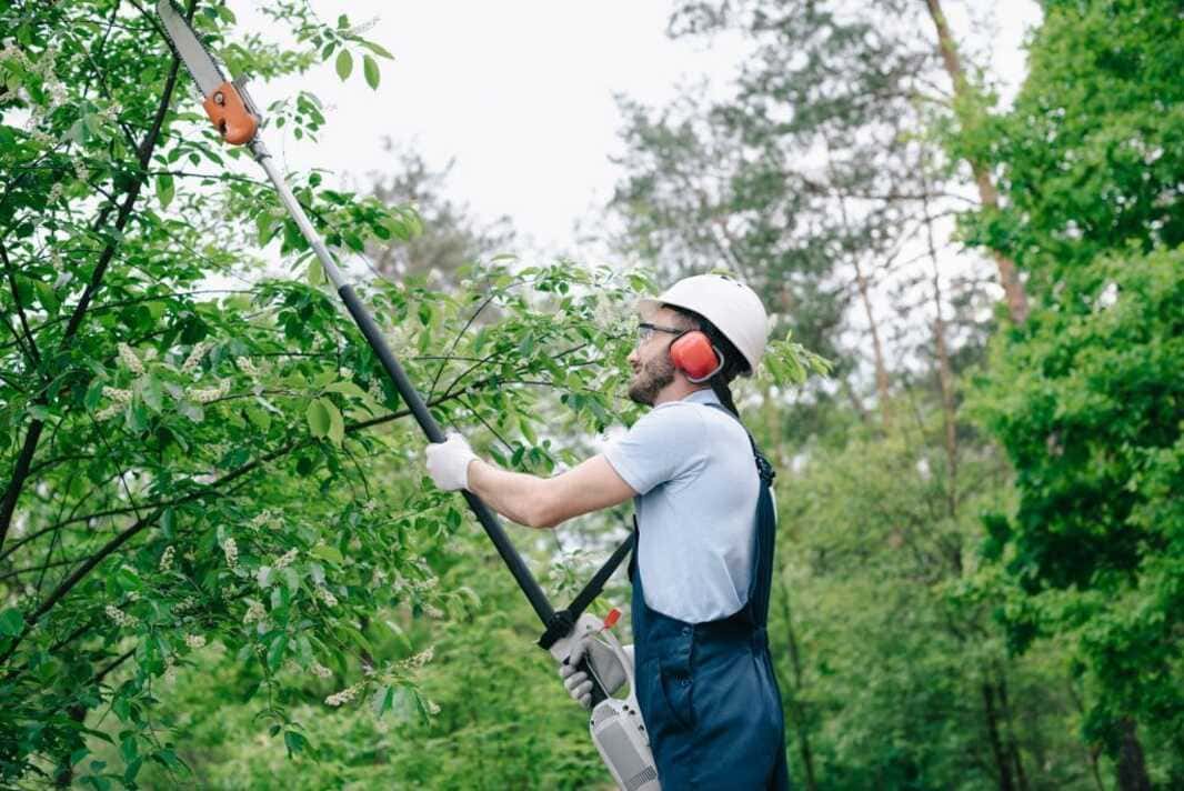 actualites élagage securite entretien des arbres vegetation du paysage taille douce beziers