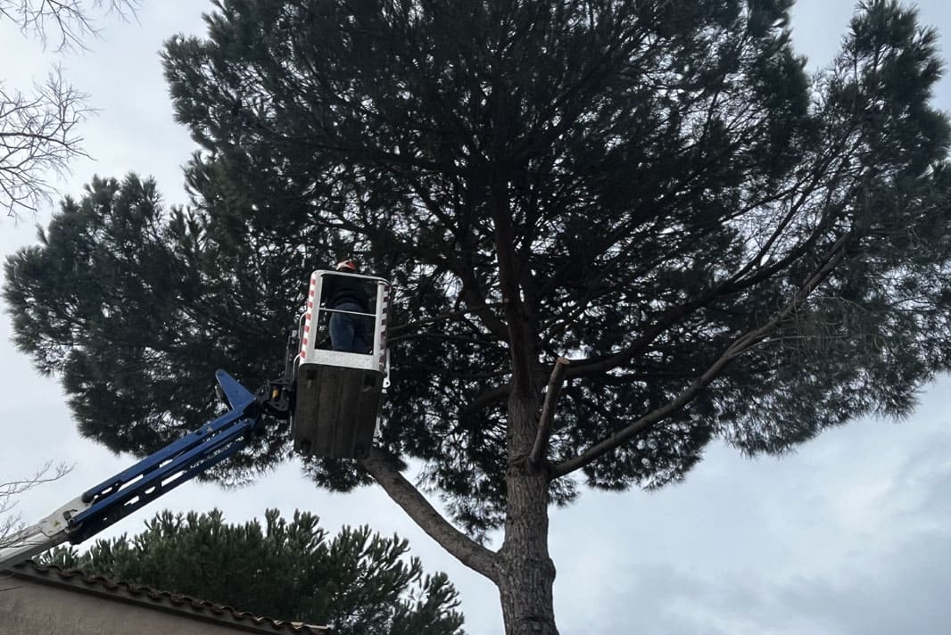 Abattage pin parasol par une entreprise d’élagage Béziers