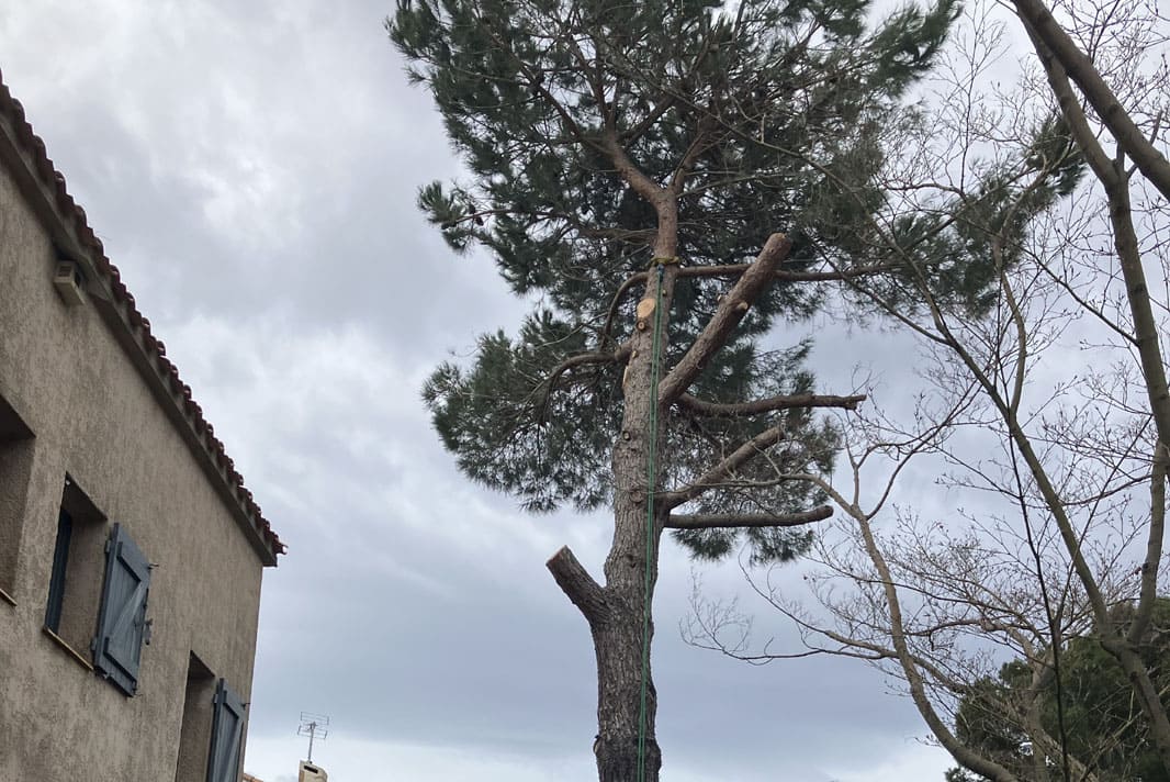 Abattage en toute sécurité d'un pin parasol par une entreprise grimpeur élagueur à Béziers