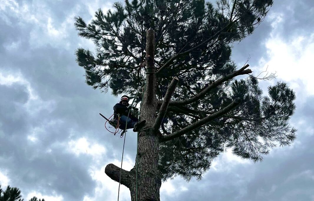 Abattage en toute sécurité d'un pin parasol par une entreprise d’élagage à Béziers