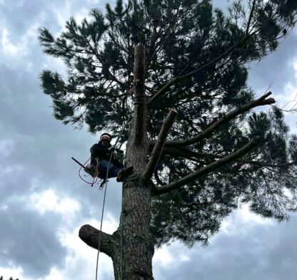 Abattage en toute sécurité d'un pin parasol par une entreprise d’élagage à Béziers