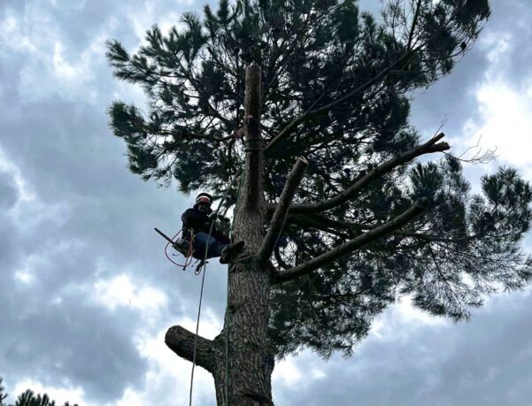 Abattage en toute sécurité d'un pin parasol par une entreprise d’élagage à Béziers