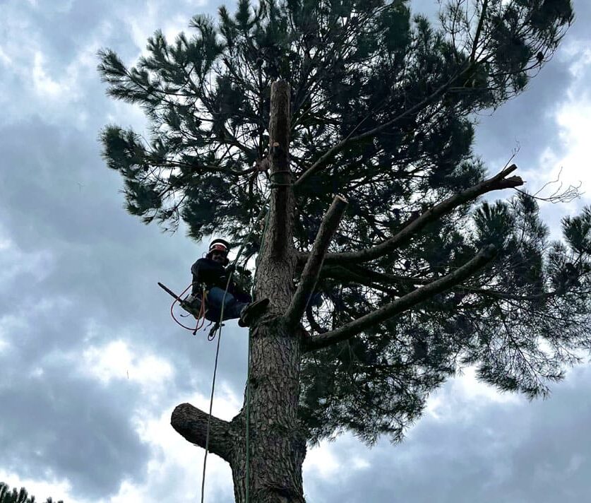 Abattage en toute sécurité d'un pin parasol par une entreprise d’élagage à Béziers