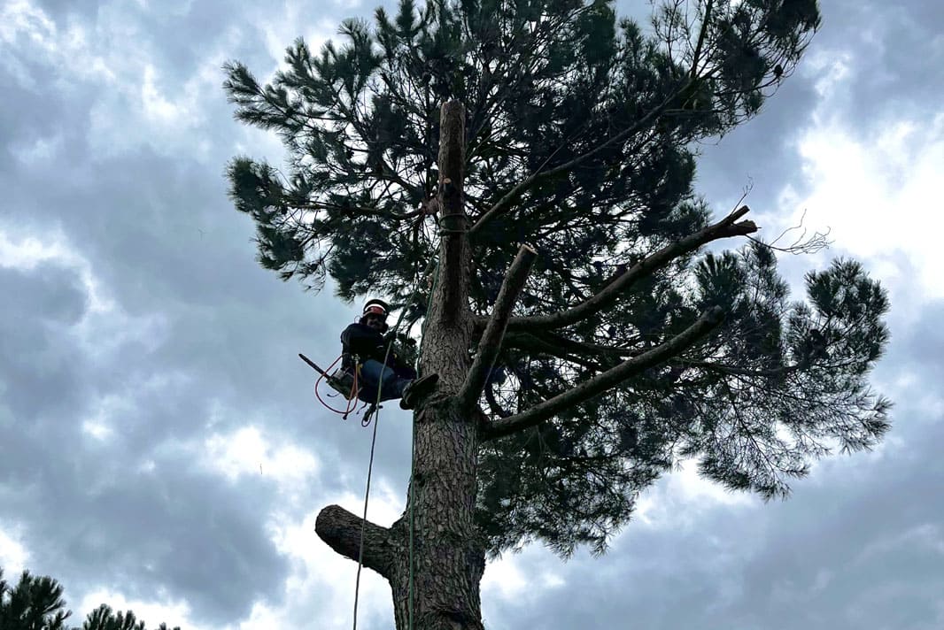 Abattage en toute sécurité d'un pin parasol par une entreprise d’élagage à Béziers