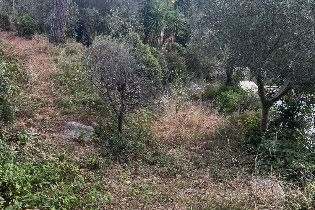 Chantier de débroussaillage, nivellement de terrain et plantation d’arbres et arbustes Grande villa Béziers