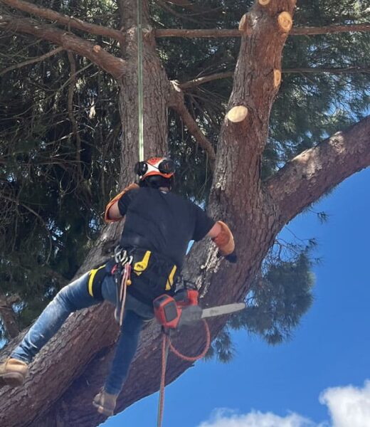 Elagage à la grimpe pin parasol avec tronçonneuse professionnelle et préparation d'un terrain en construction