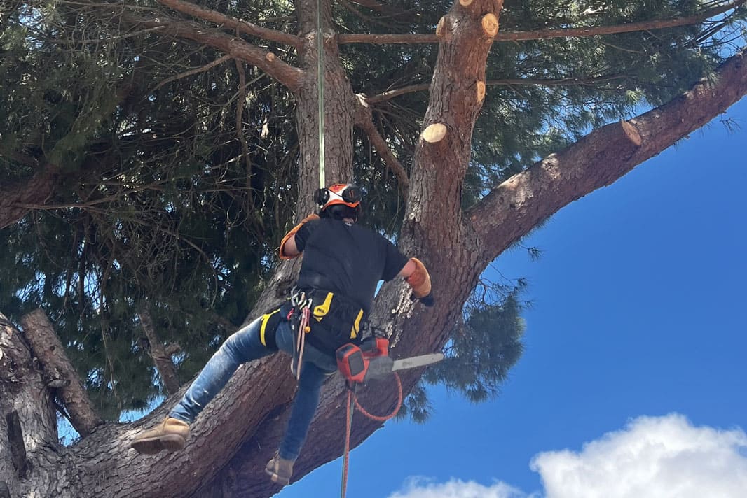 Elagage à la grimpe pin parasol avec tronçonneuse professionnelle et préparation d'un terrain en construction