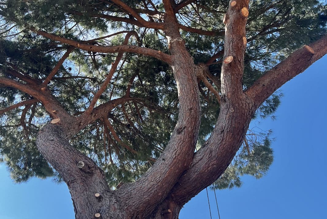 Elagage à la grimpe pin parasol en toute sécurité avec tronçonneuse professionnelle