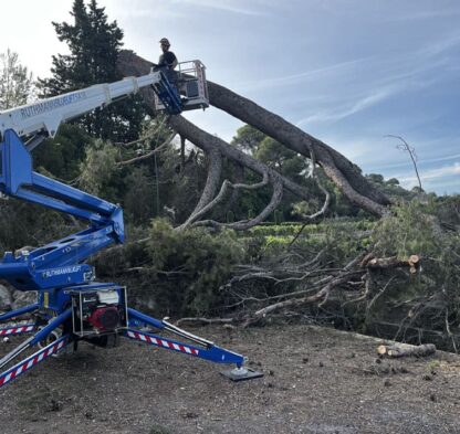Utilisation d'une nacelle élévatrice pour l'abattage d’arbres dangereux et le découpage en toute sécurité