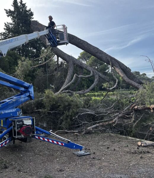 Utilisation d'une nacelle élévatrice pour l'abattage d’arbres dangereux et le découpage en toute sécurité