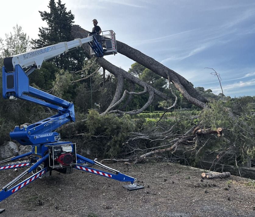 Utilisation d'une nacelle élévatrice pour l'abattage d’arbres dangereux et le découpage en toute sécurité