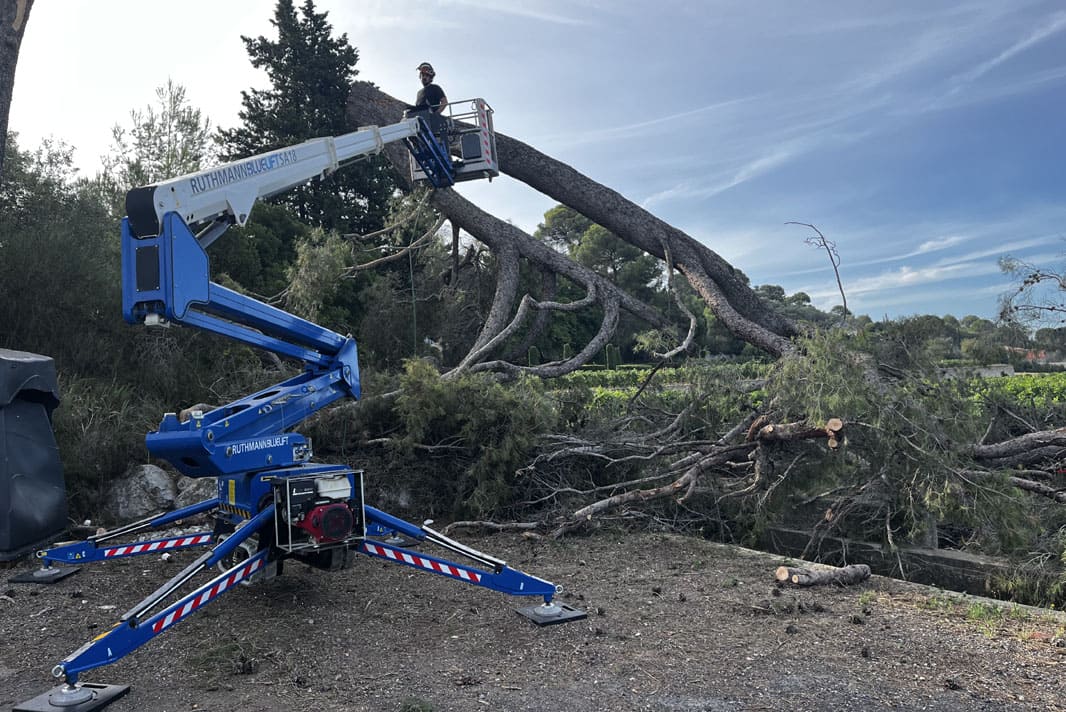 Utilisation d'une nacelle élévatrice pour l'abattage d’arbres dangereux et le découpage en toute sécurité