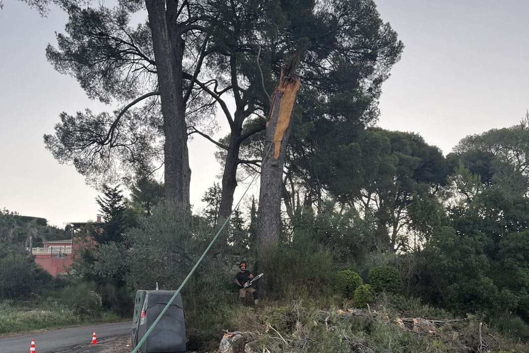 Abattage d’arbres dangereux d'un pin centenaire avec dessouchage arbre La Chevalière Béziers