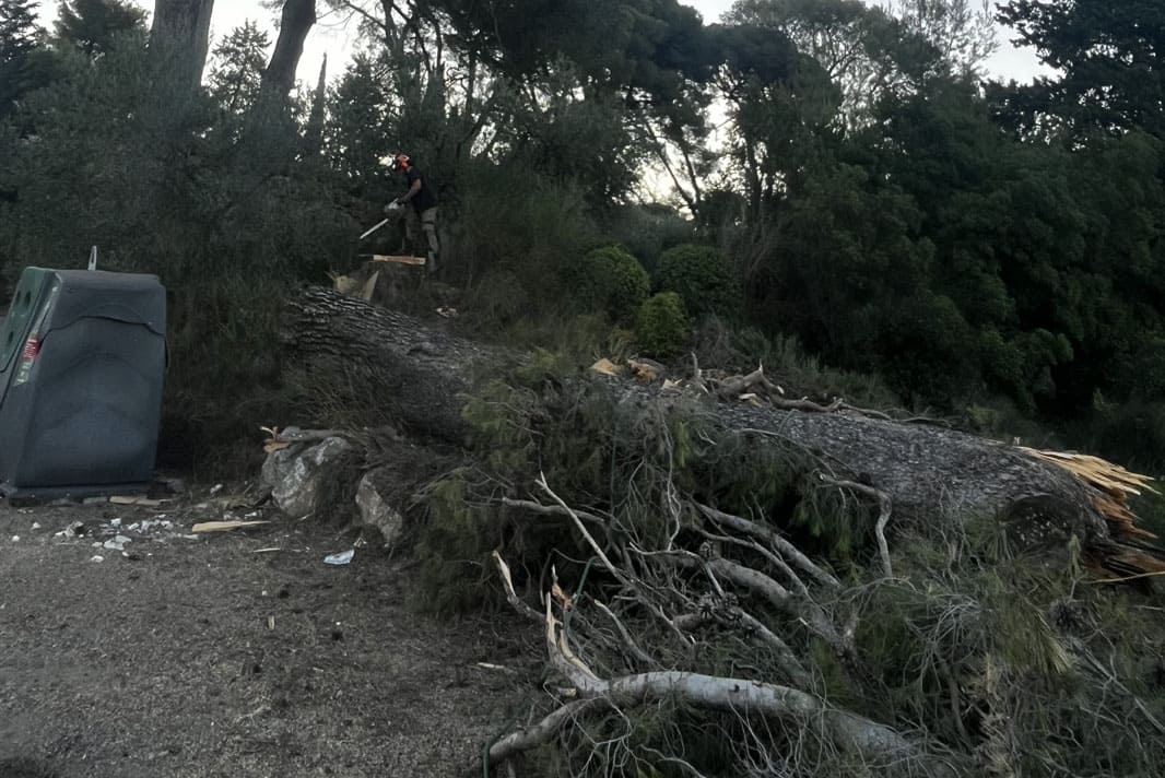 Abattage et évacuation d'un pin centenaire avec dessouchage arbre La Chevalière Béziers