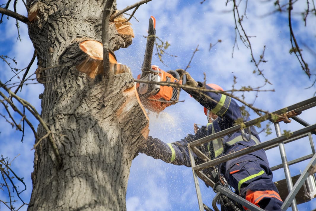 1.intervention elagage sur arbres difficiles acces par une entreprise élagage et abattage d'arbres et paysagiste de Béziers