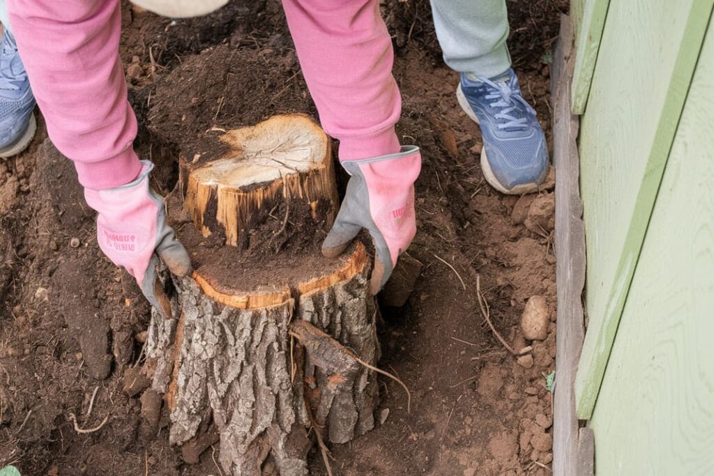 4. Dessouchage d’arbres et gestion des rémanents par une entreprise abattage et élagage de Béziers