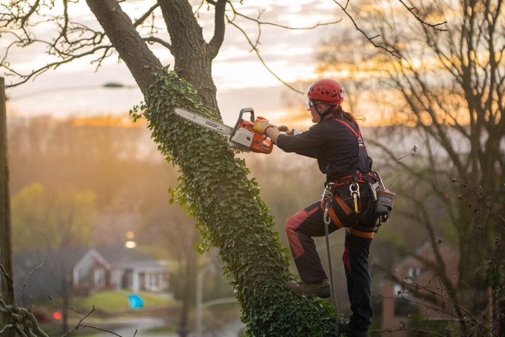 4. intervention elagage sur arbres difficiles acces par une entreprise élagage et abattage d'arbres et paysagiste de Béziers