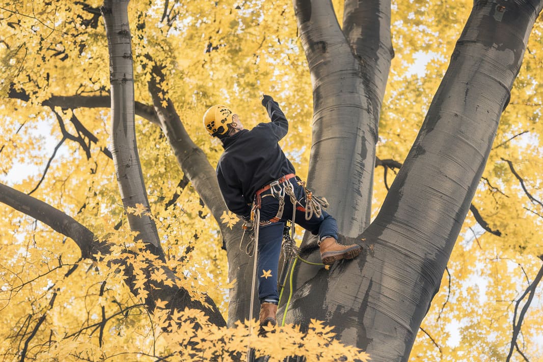 5.intervention elagage sur arbres difficiles acces par une entreprise élagage et abattage d'arbres et paysagiste de Béziers