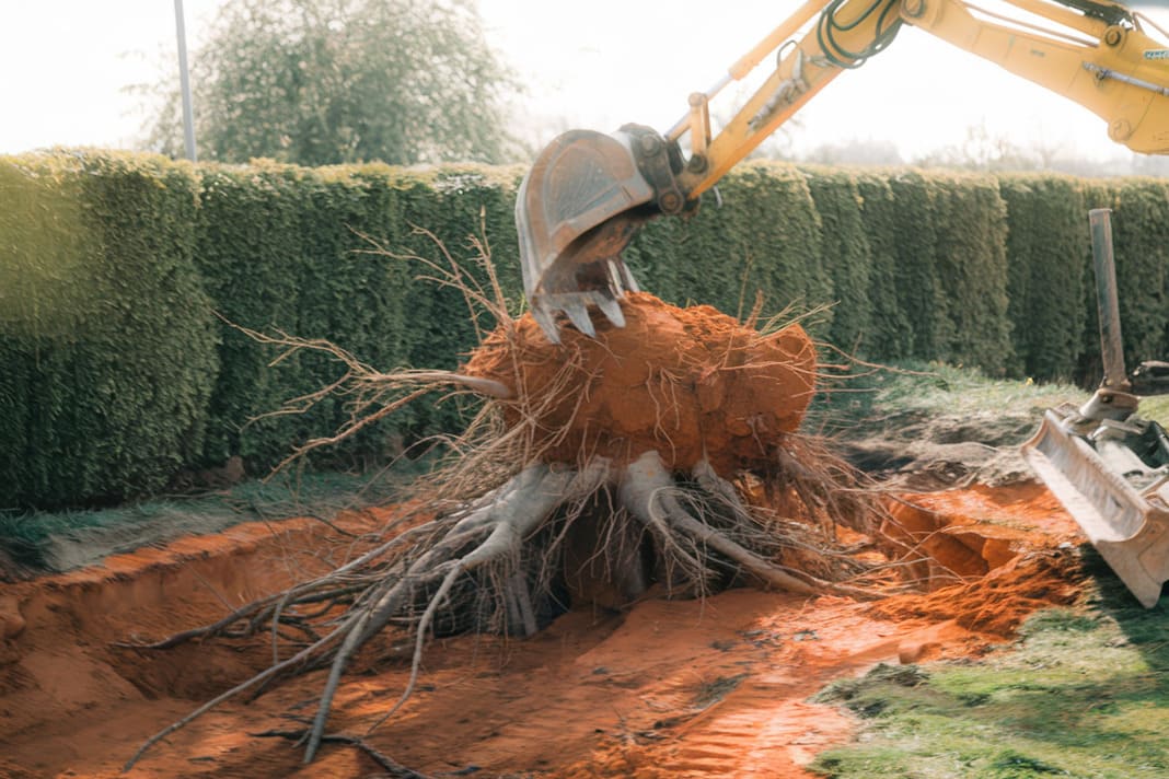 6. Dessouchage d’arbres et gestion des rémanents par une entreprise abattage et élagage de Béziers