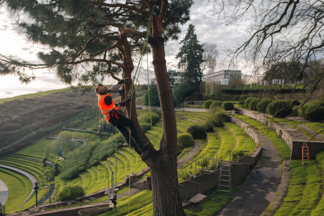 6 intervention elagage sur arbres difficiles acces par une entreprise élagage et abattage d'arbres et paysagiste de Béziers