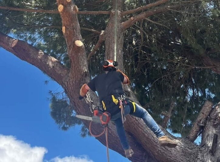 Conseil - Quelles sont les bonnes pratiques pour abattre un arbre en toute sécurité