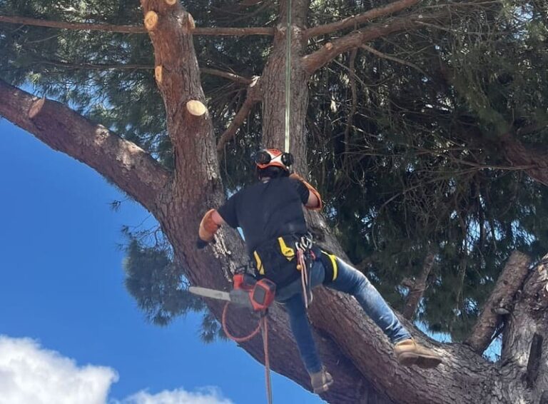 Conseil - Quelles sont les bonnes pratiques pour abattre un arbre en toute sécurité