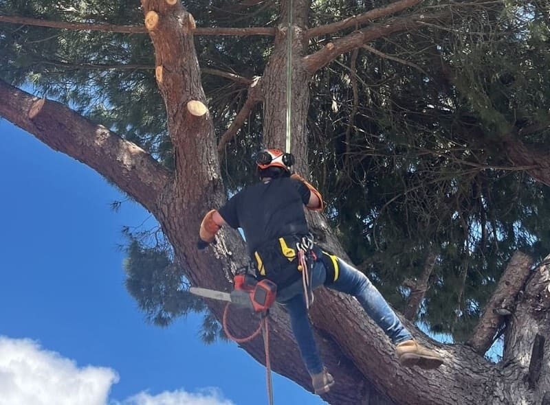 Conseil - Quelles sont les bonnes pratiques pour abattre un arbre en toute sécurité