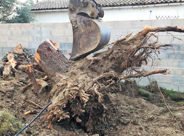Conseil - Dessouchage d’arbres et gestion des rémanents