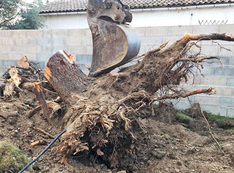 Conseil - Dessouchage d’arbres et gestion des rémanents