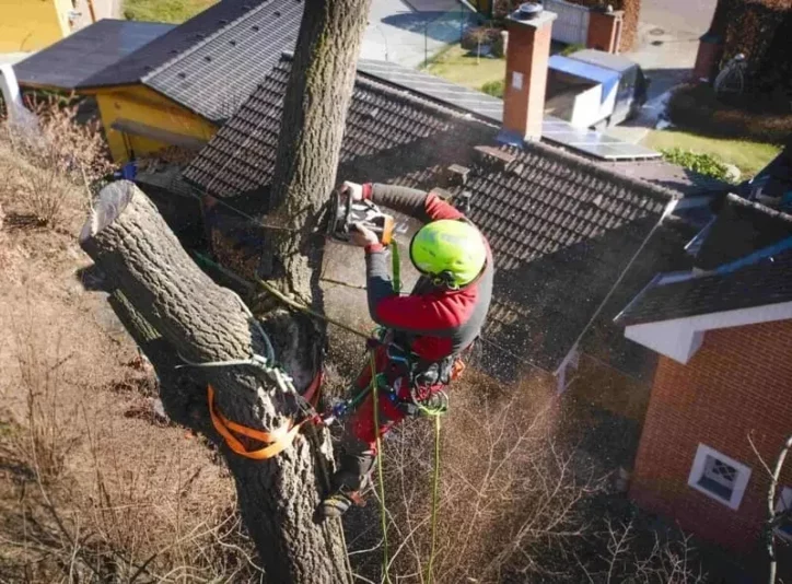 Conseil - Interventions d’élagage sur les arbres difficiles d’accès