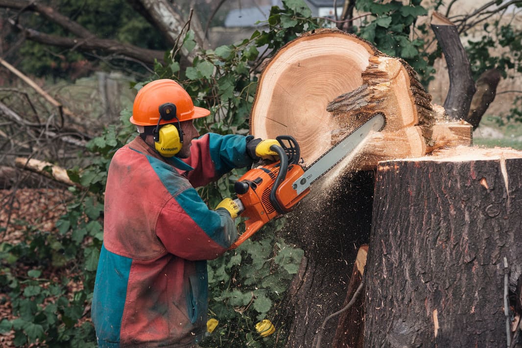 Les bonnes pratiques pour abattre un arbre en toute sécurité scie tronconneuse - Entreprise abattage et élagage d'arbres sur Béziers