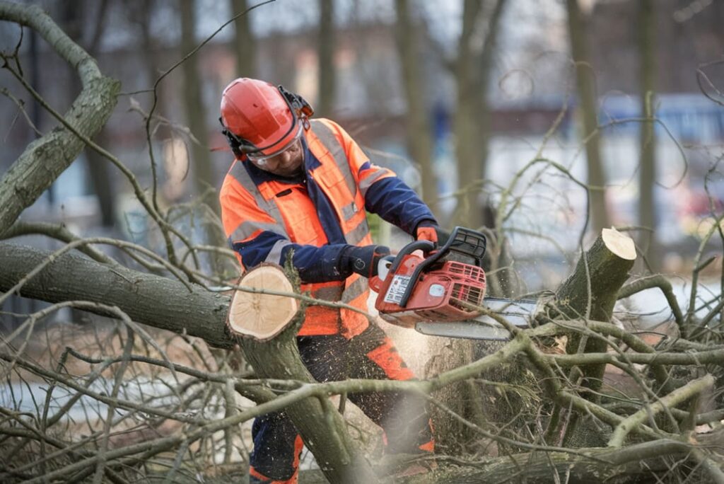 Les bonnes pratiques pour abattre un arbre en toute sécurité tronconneuse - Entreprise abattage et élagage d'arbres sur Béziers