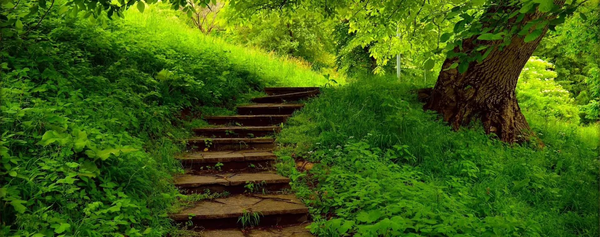 Entretien jardin régulier et nettoyage d'espaces verts avec conception et réalisation de massifs de végétaux