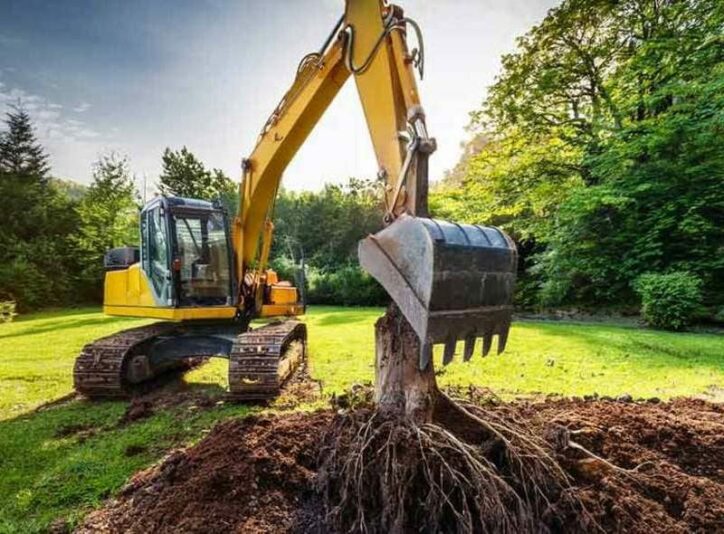 Conseil - Le dessouchage ou le rognage souche d'arbre quelle difference
