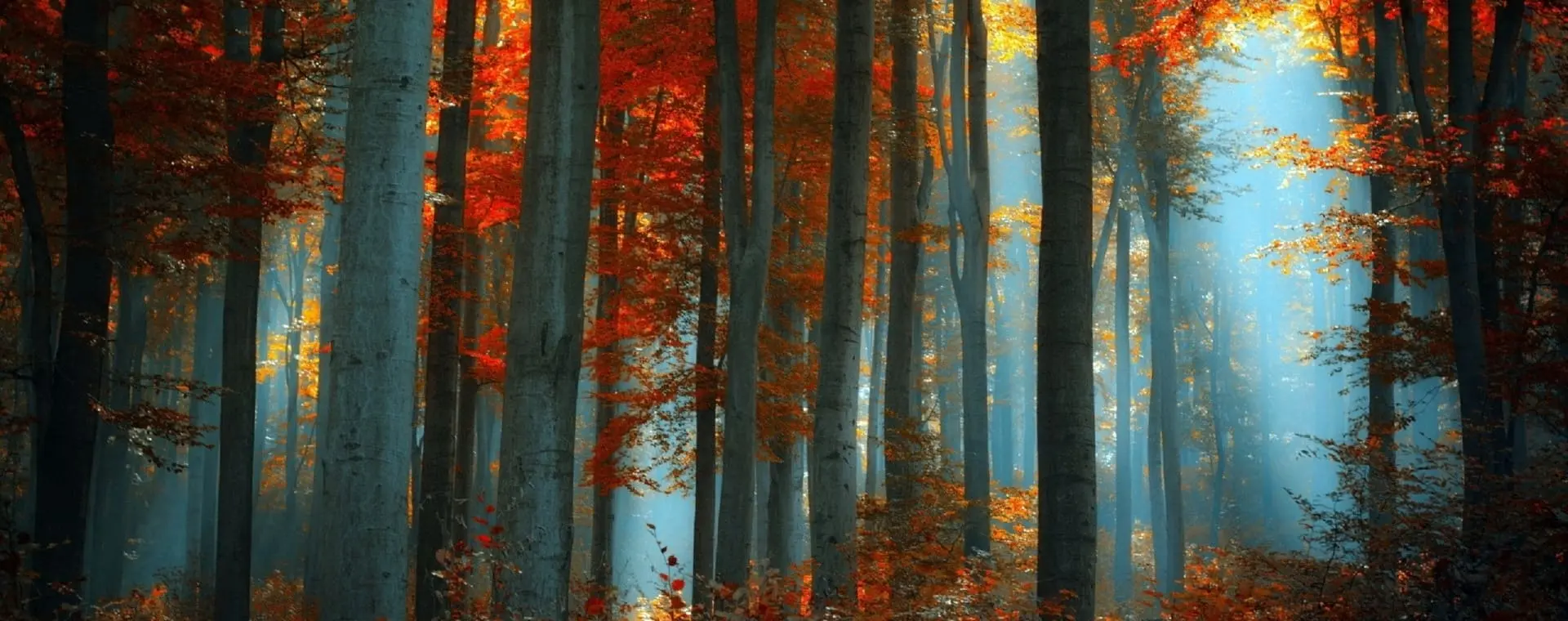 Entreprise élagage d'arbres et débroussaillage sur Béziers spacialisée en aménagements paysagers de vos espaces verts