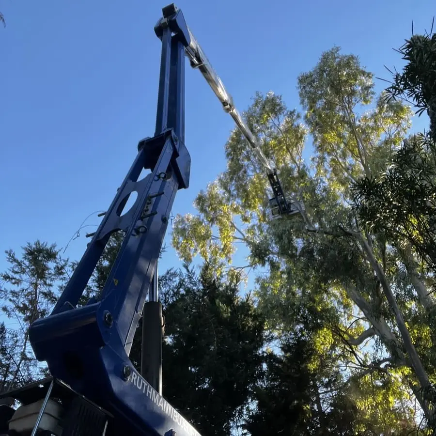 mp entrepreneur du paysage élagage paysagiste béziers